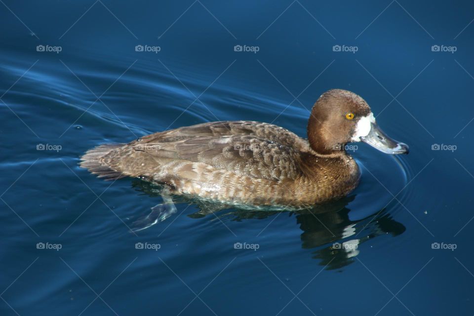Duck in the Water