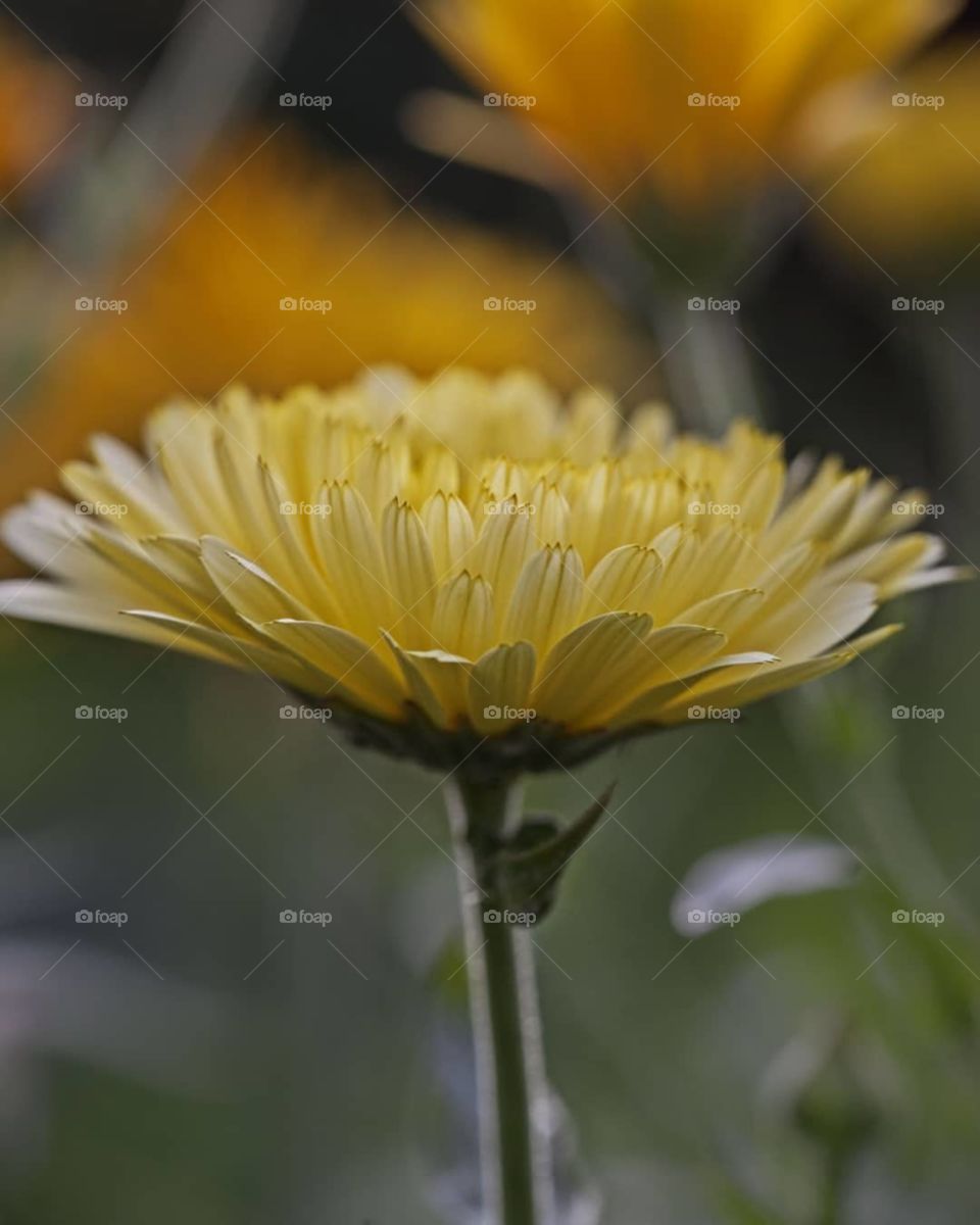 yellow autumn flower, macro