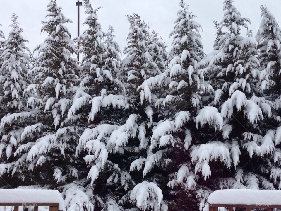 Snow covered trees