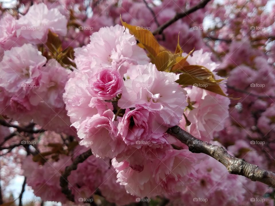 sakura blossoms