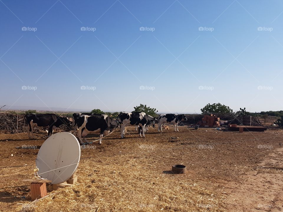 satellitenschüssel in Tunesien auf der Farm
