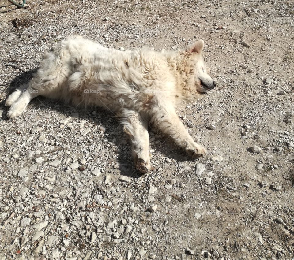 A little rest. It's very tired😊