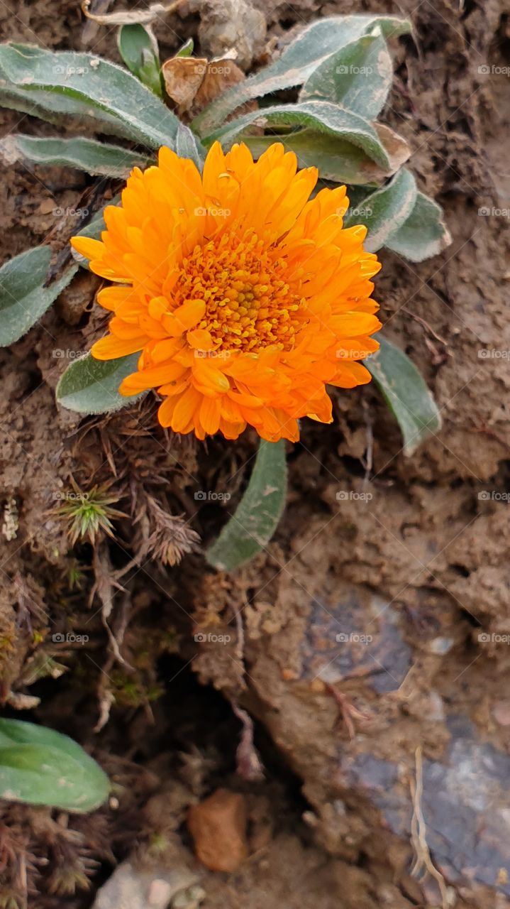 wild orange flower high in the mountains