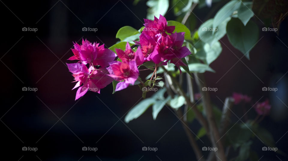 Flowers - short lived - delicate - fragrant - charm - joy.