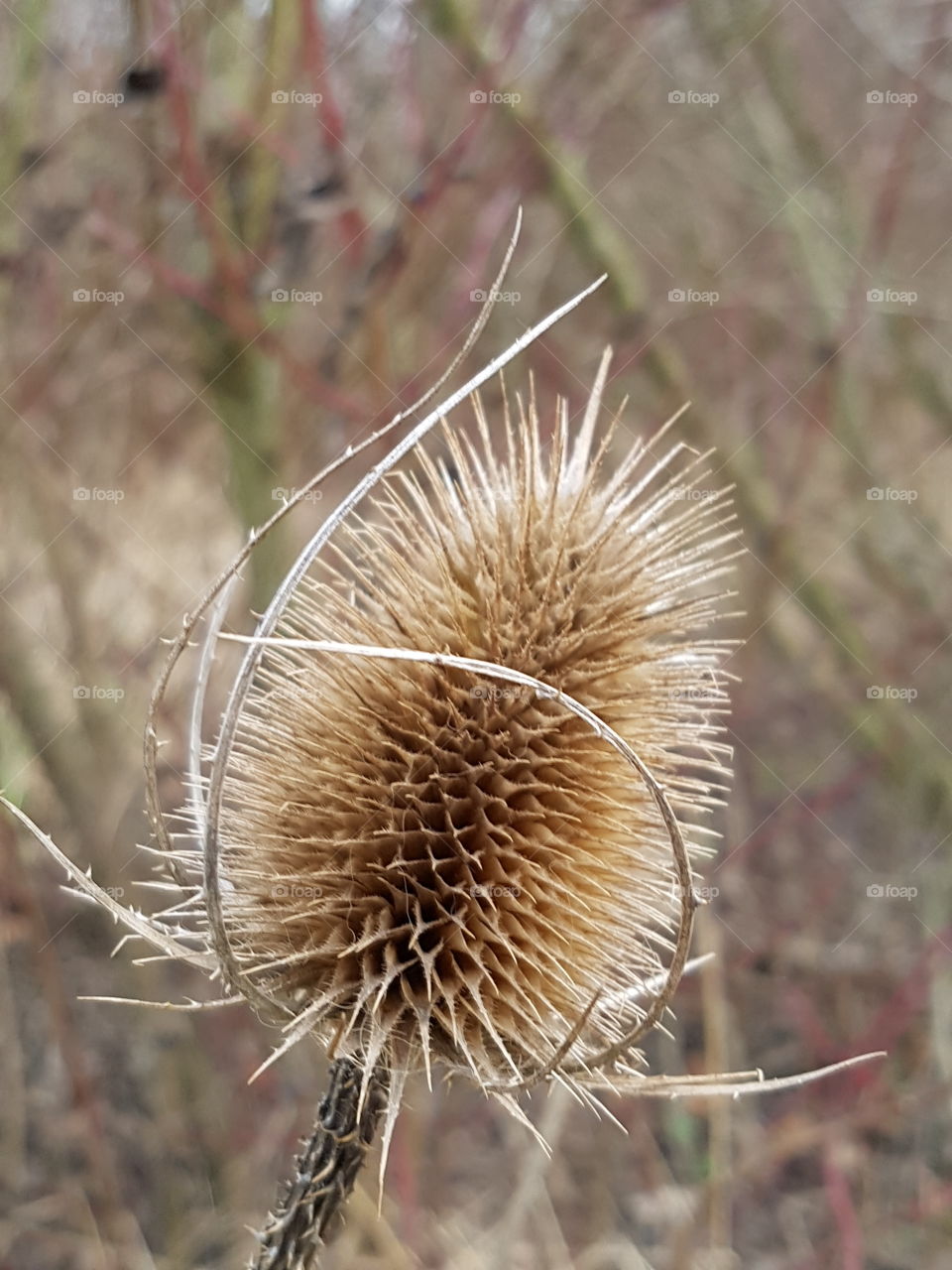 Strohblume  im Winter