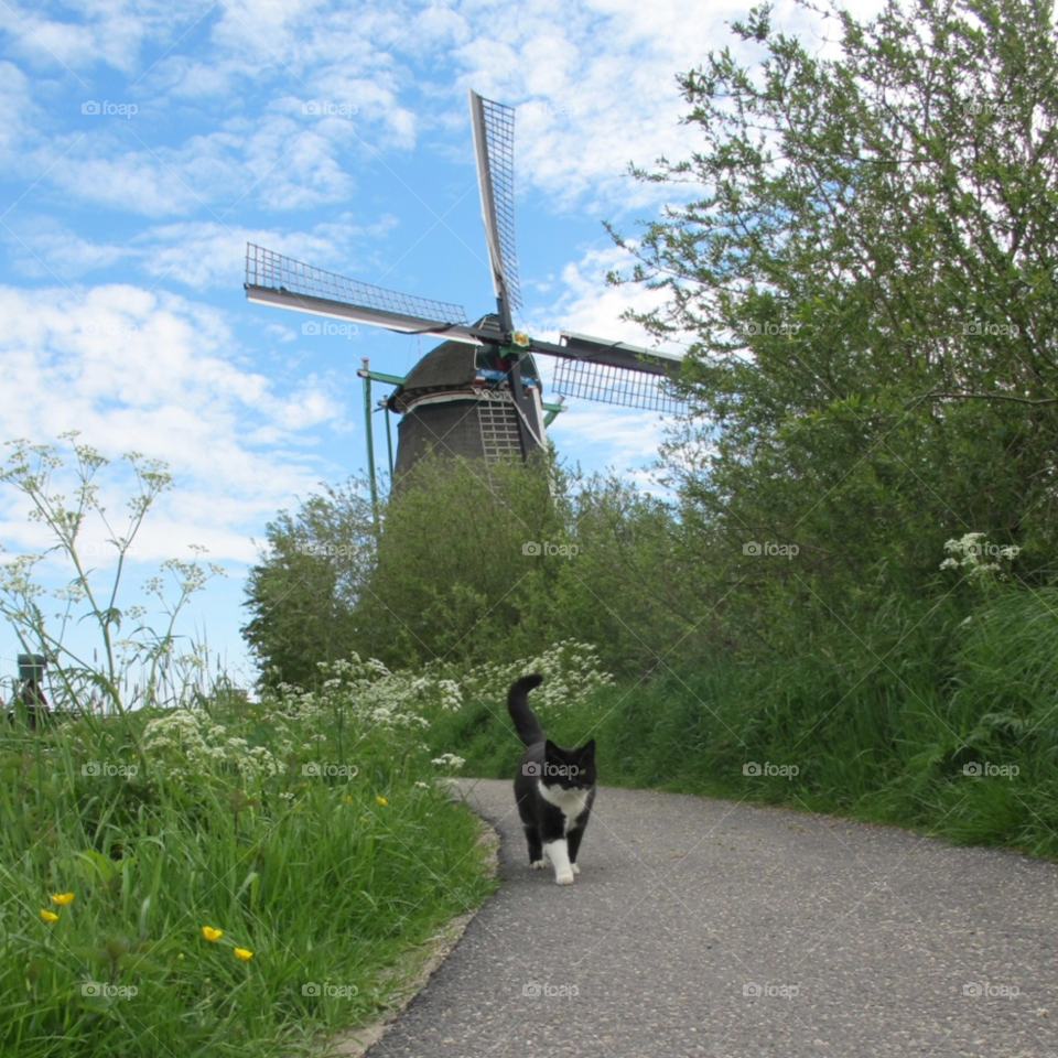 landscape spring field cat by carolien007