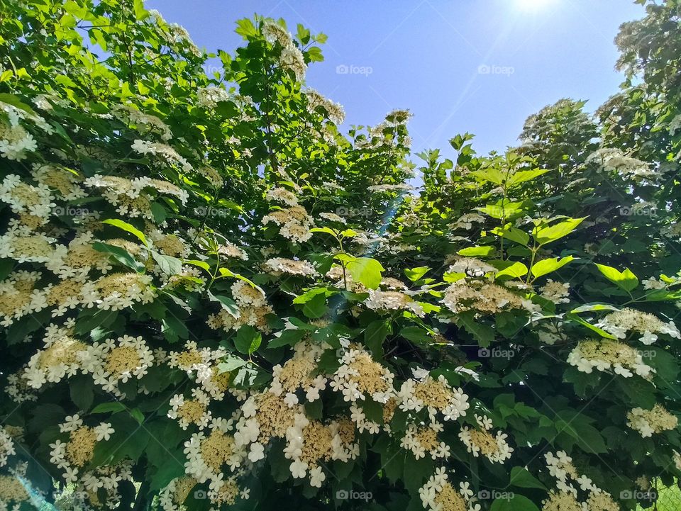 Viburnum opulus, the guelder-rose or guelder rose is a species of flowering plant in the family Adoxaceae (formerly Caprifoliaceae)