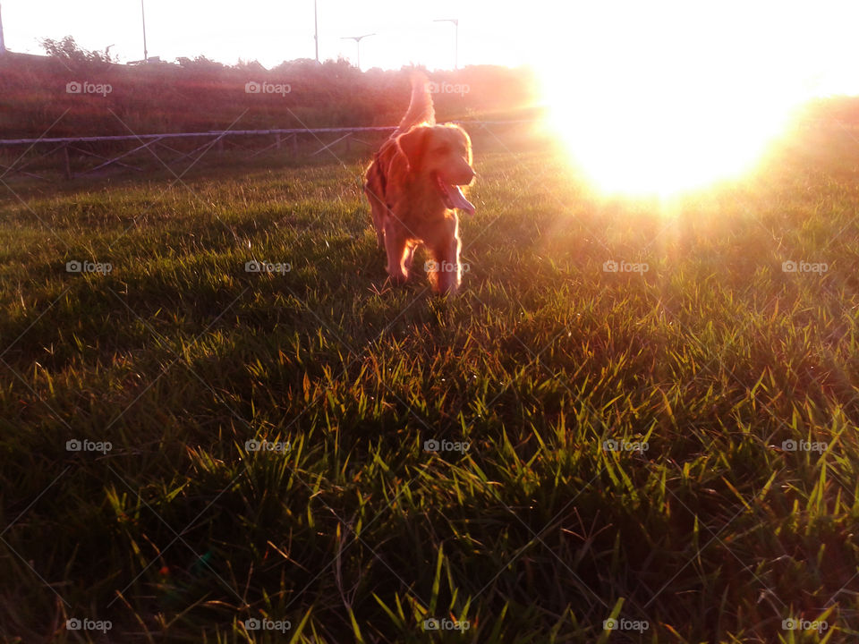 golden retriever gold ours