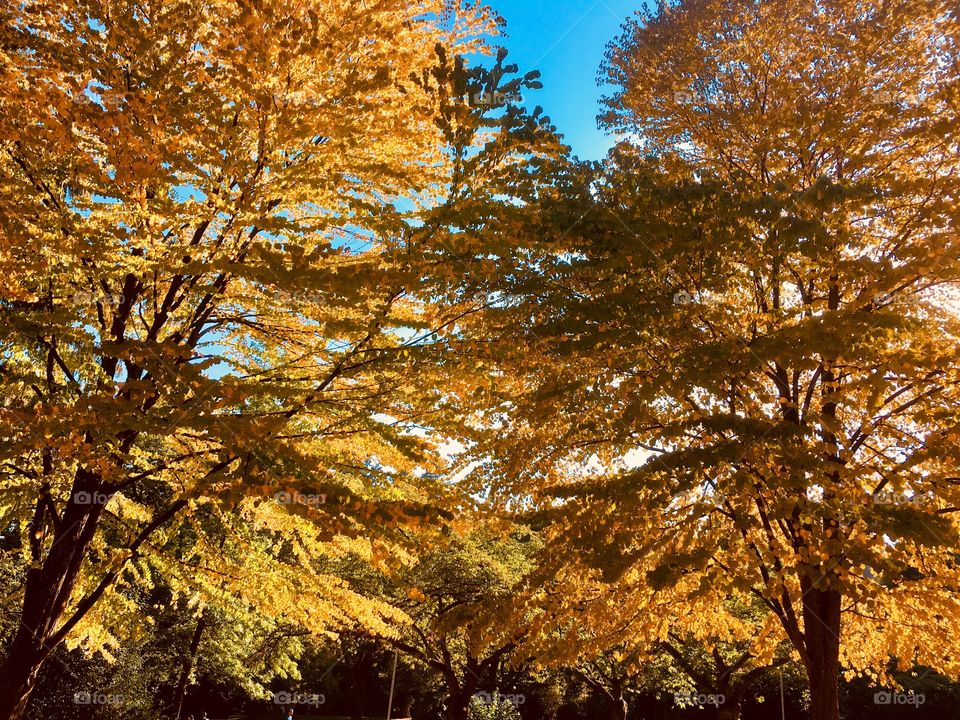 Autumn trees