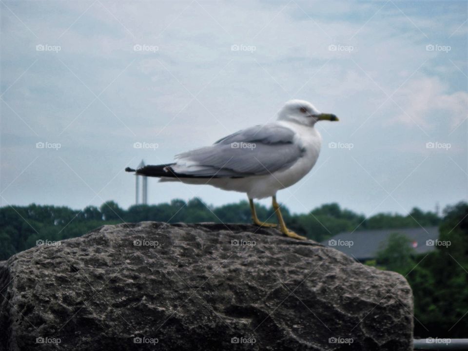 Bird, No Person, Seagulls, Outdoors, Sea