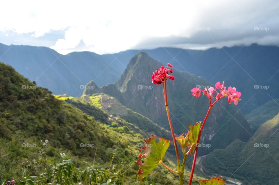Machu Picchu flowers 