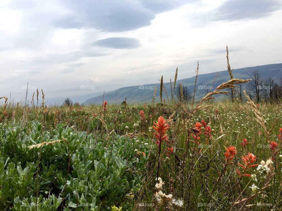 Indian Paintbrush a Landscape. Indian paintbrush Wildflowers blooming on Casper Mountain in Casper, Wyoming