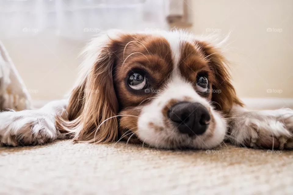 cute dog