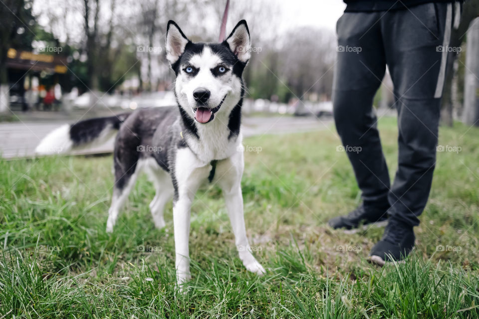 Close up portrait of husky dog