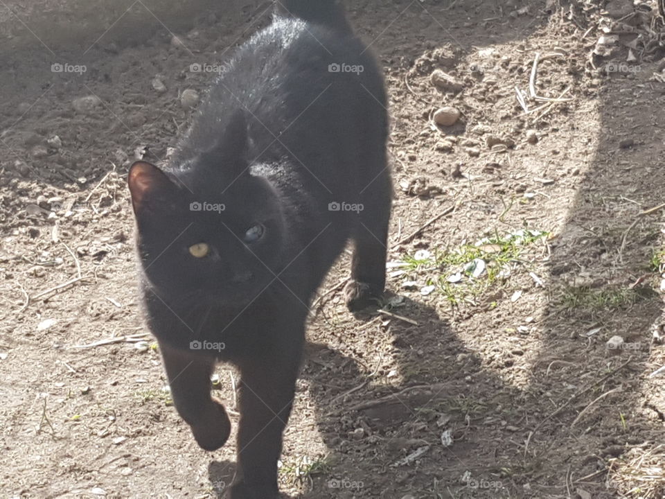 Animal Cat Black Two Different Eyes