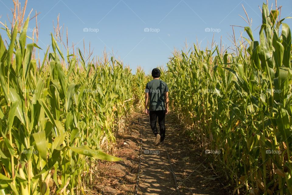 Cereal, Farm, Growth, Food, Agriculture