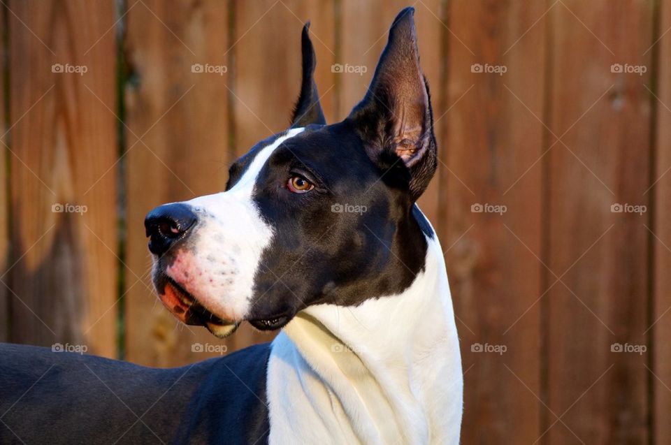 Close-up of great dane dog