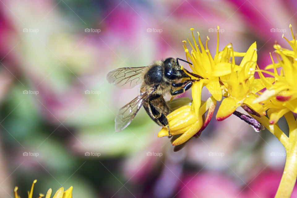 Spring.  Macro of bee at work over a yellow flower with colorful background.