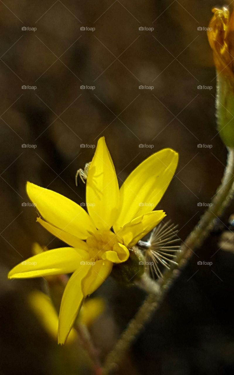 Nature, Flower, No Person, Flora, Leaf