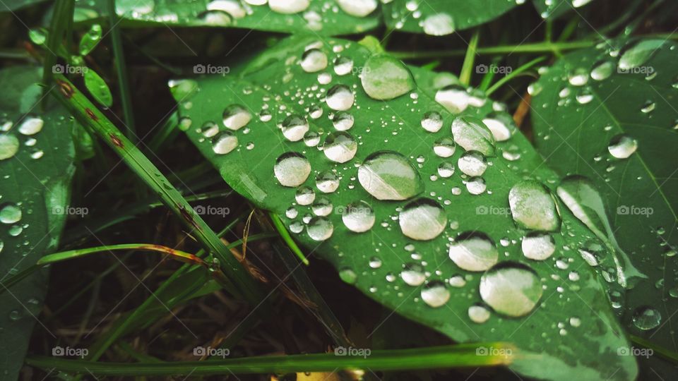 drops of dew on the leaves of plants