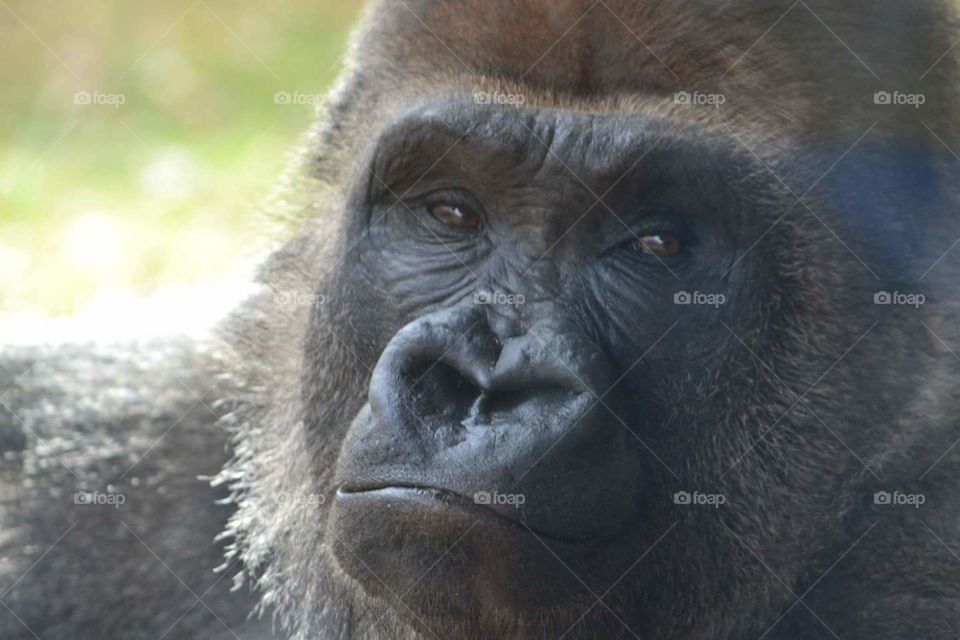 Silverback gorilla