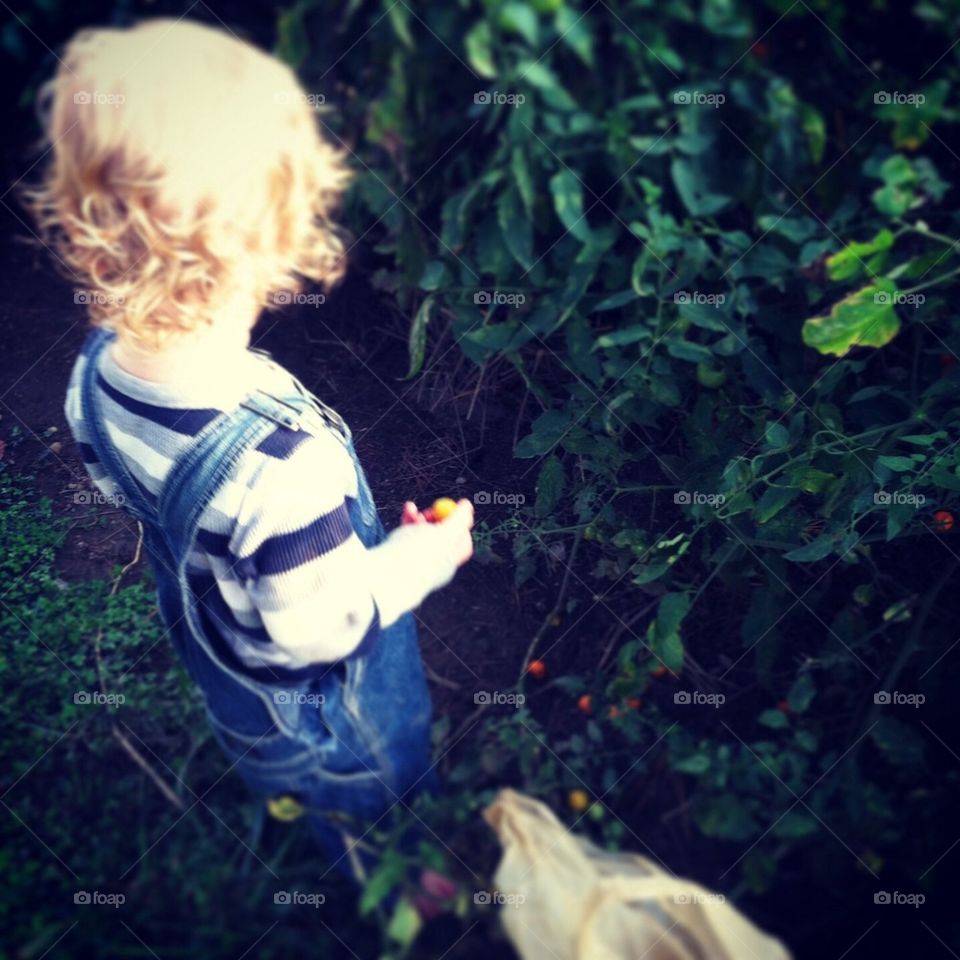 Picking Cherry Tomatoes