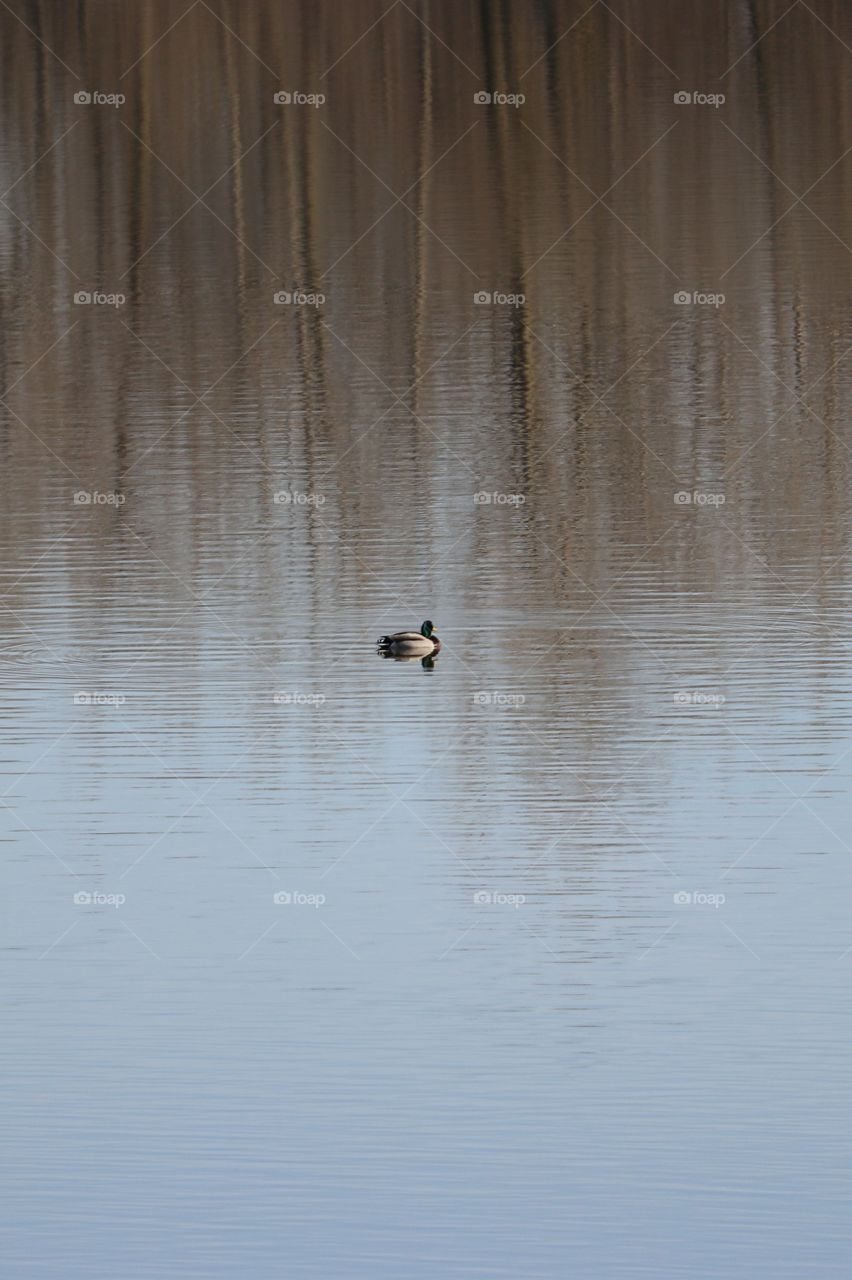 duck on lake