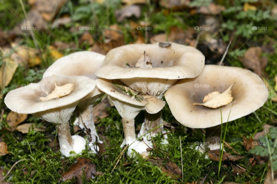 Winter wild mushroom in close up background nature therapy amazing wildlife beautiful life