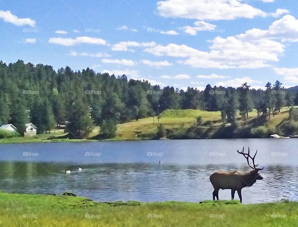 Male elk on  Evergreen Lake in  Evergreen, CO.
