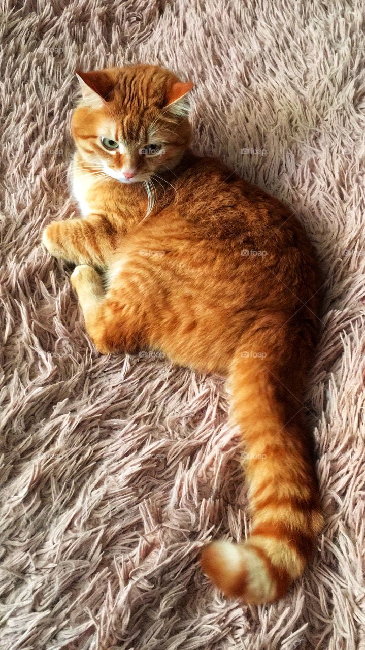 Beautiful redhead cat
