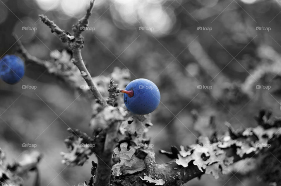 winter blue white black by bodenseechris