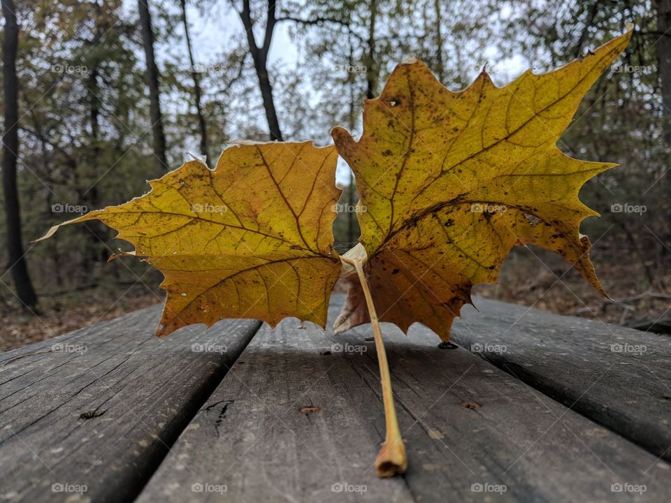 golden leaf