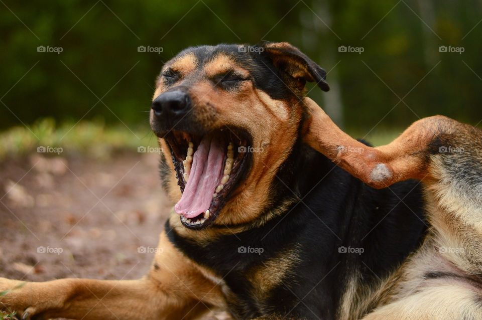 Funny dog yawning ang scratching ear.