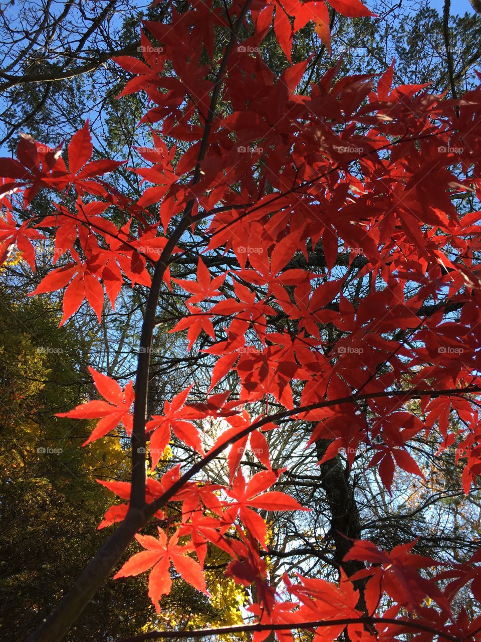 Red leaves