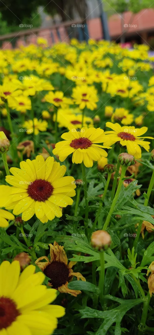 yellow flowers