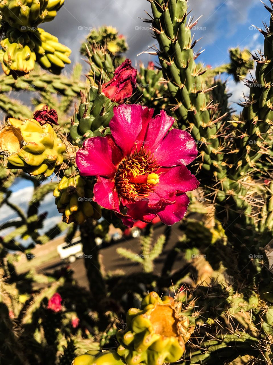 Pink Cactus flower with cactus in background, Petrified Forest National Park 
