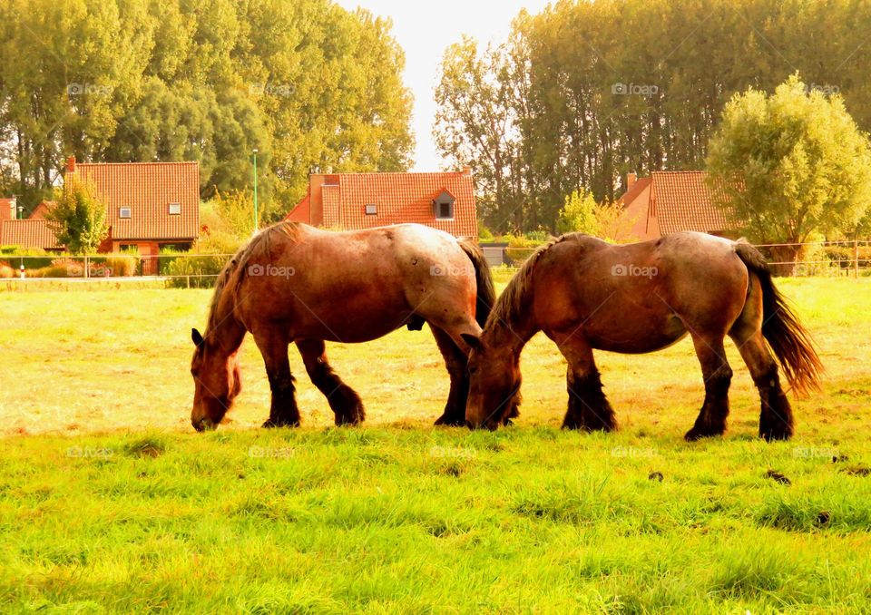 Majestic horses