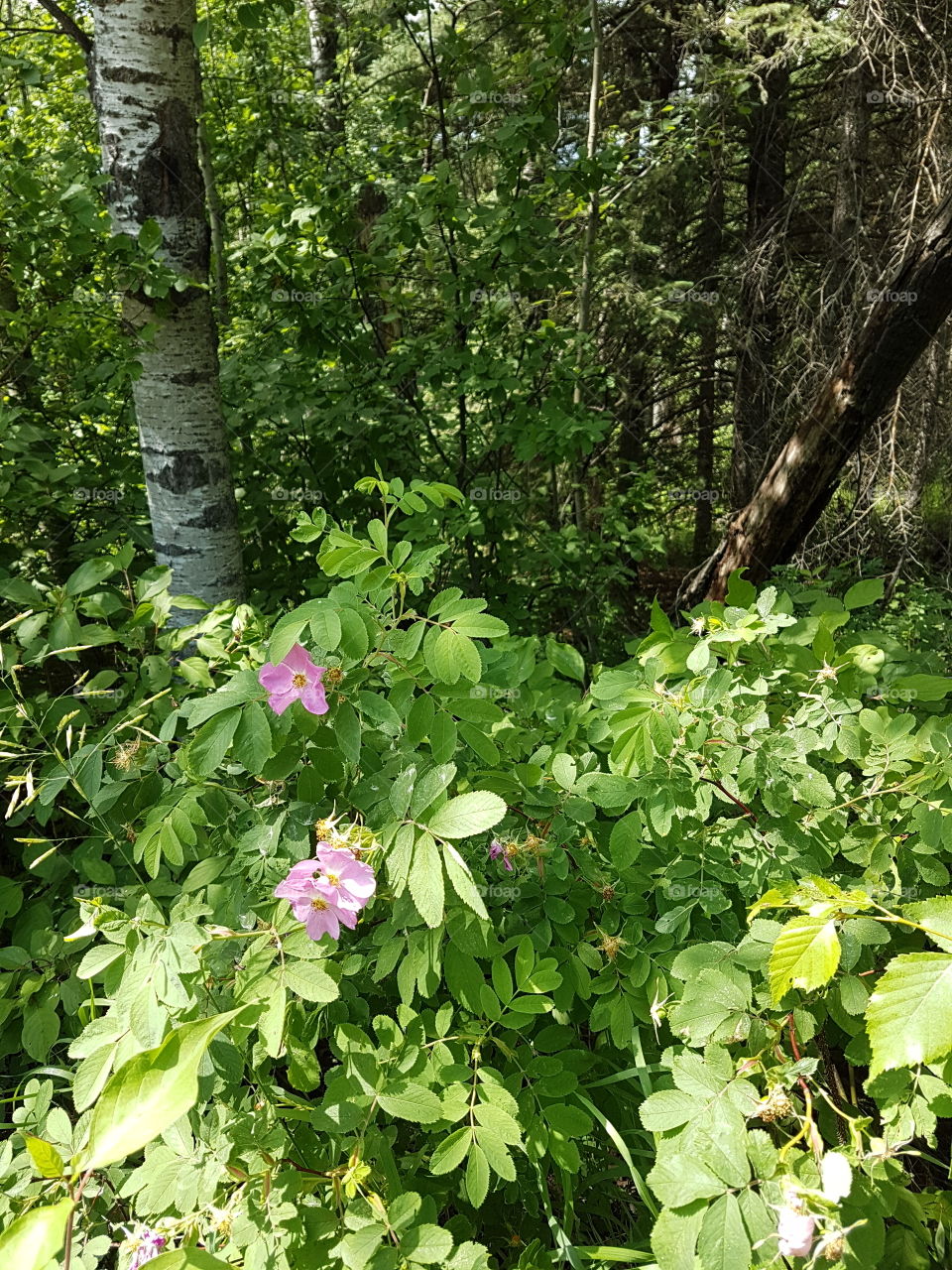 Wild roses blooming in park forest