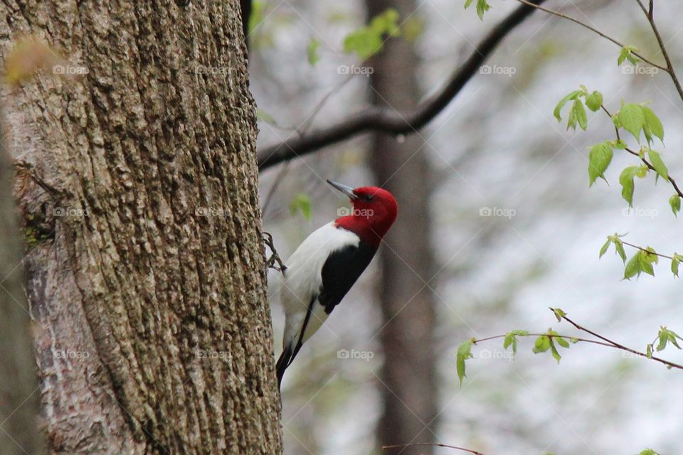 Red Headed Woodpecker making his way home during spring migration