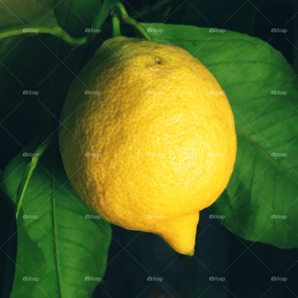 Lemon