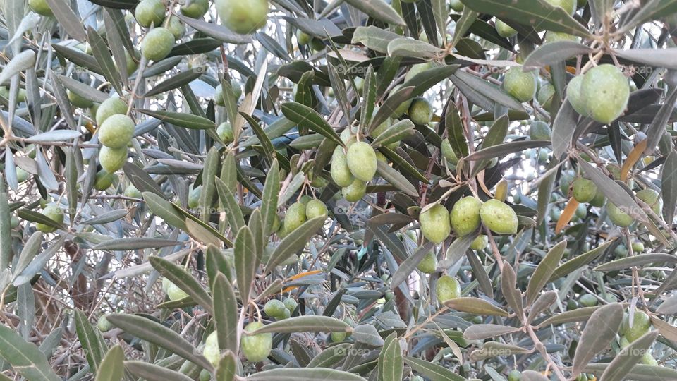 Olive trees nature