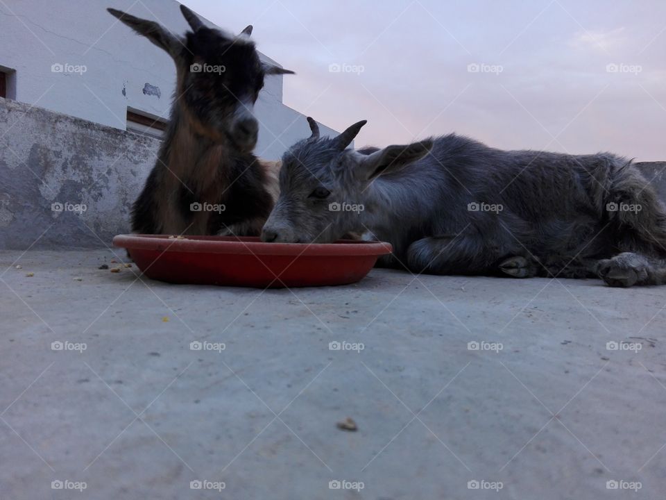 Canela looking how Morisca eats