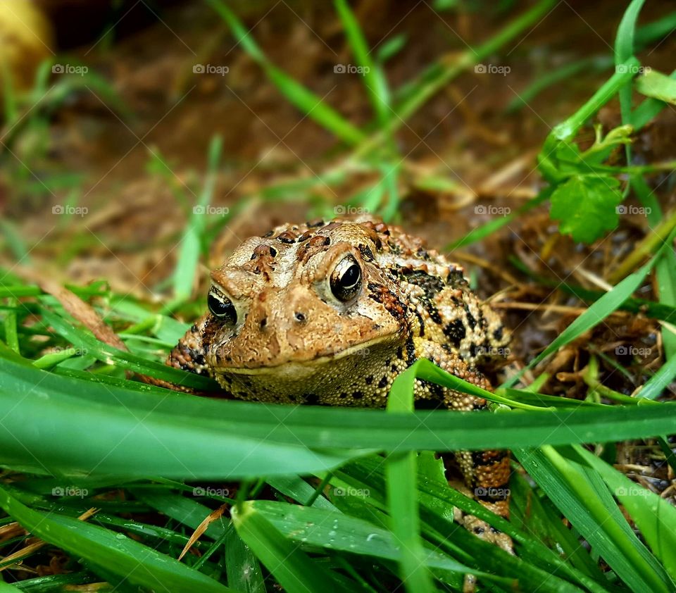 Close-up of toad