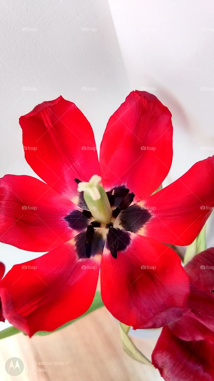 🌷 flor do inverno