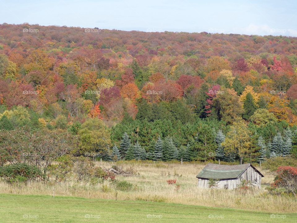 Colorful trees and shack