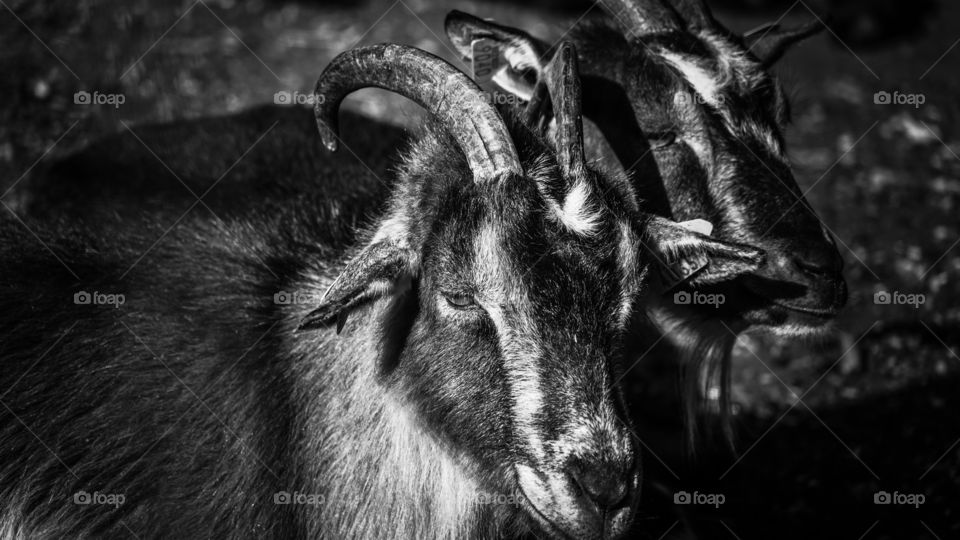 Animals in a park in Antwerp