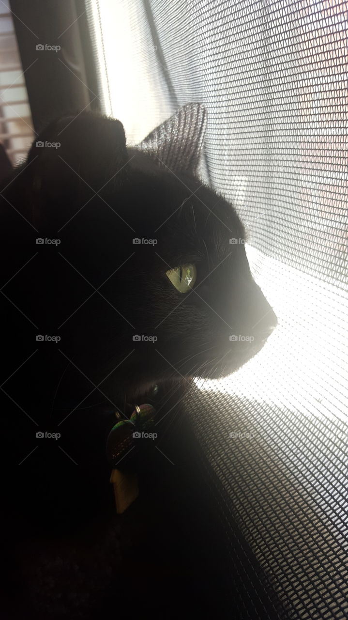 aleister looking at birds