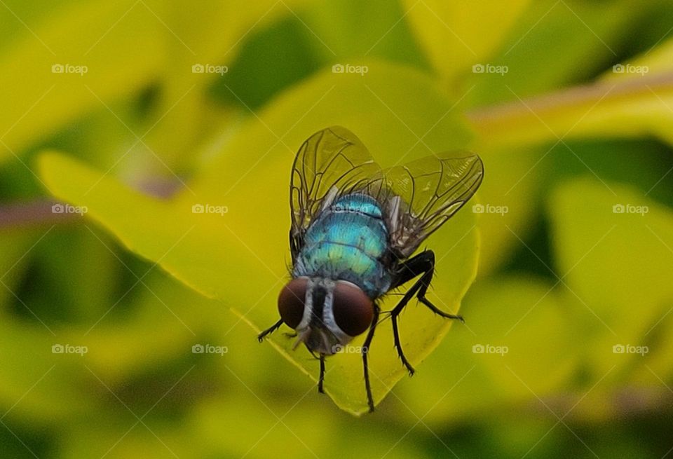 Housefly