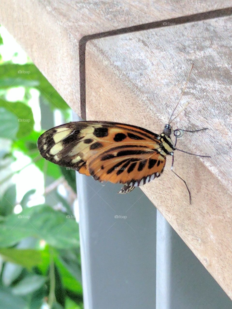 monarch butterfly close up