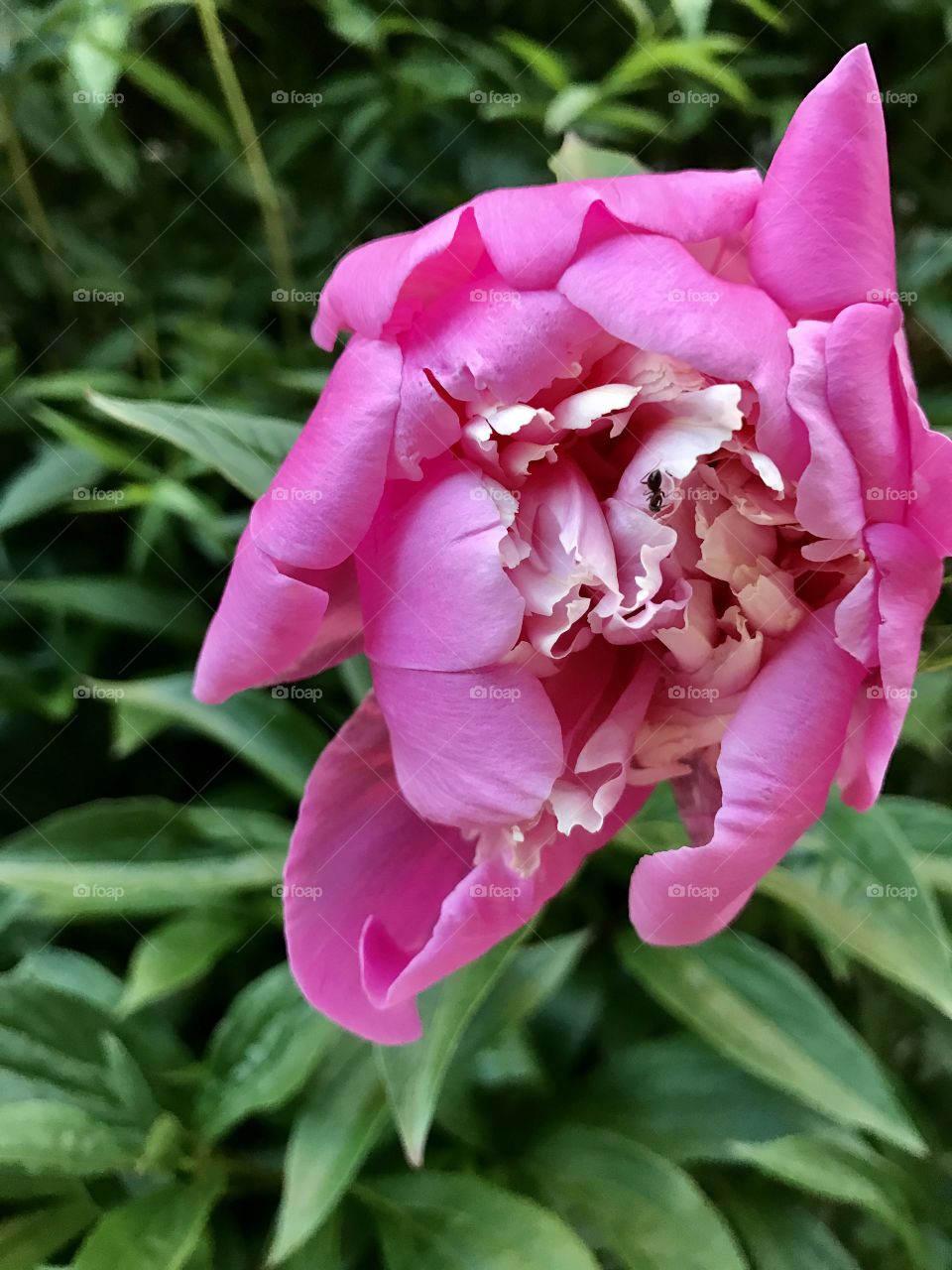 Pink flower 